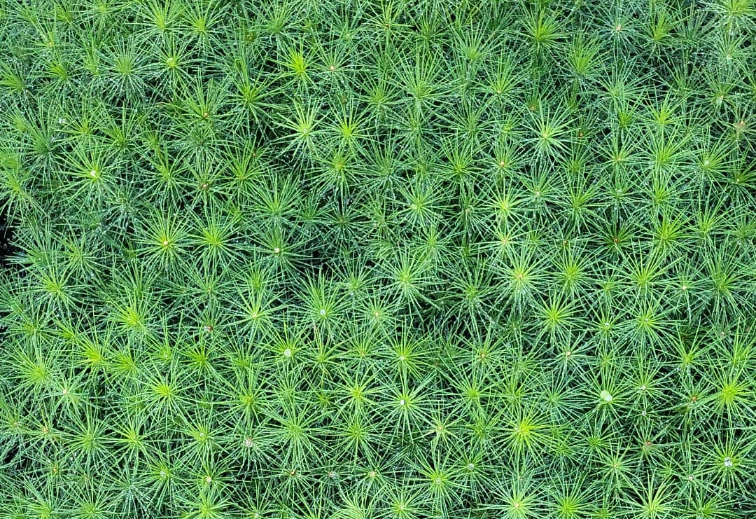 Sämlinge der Waldkiefer Pinus silvestris